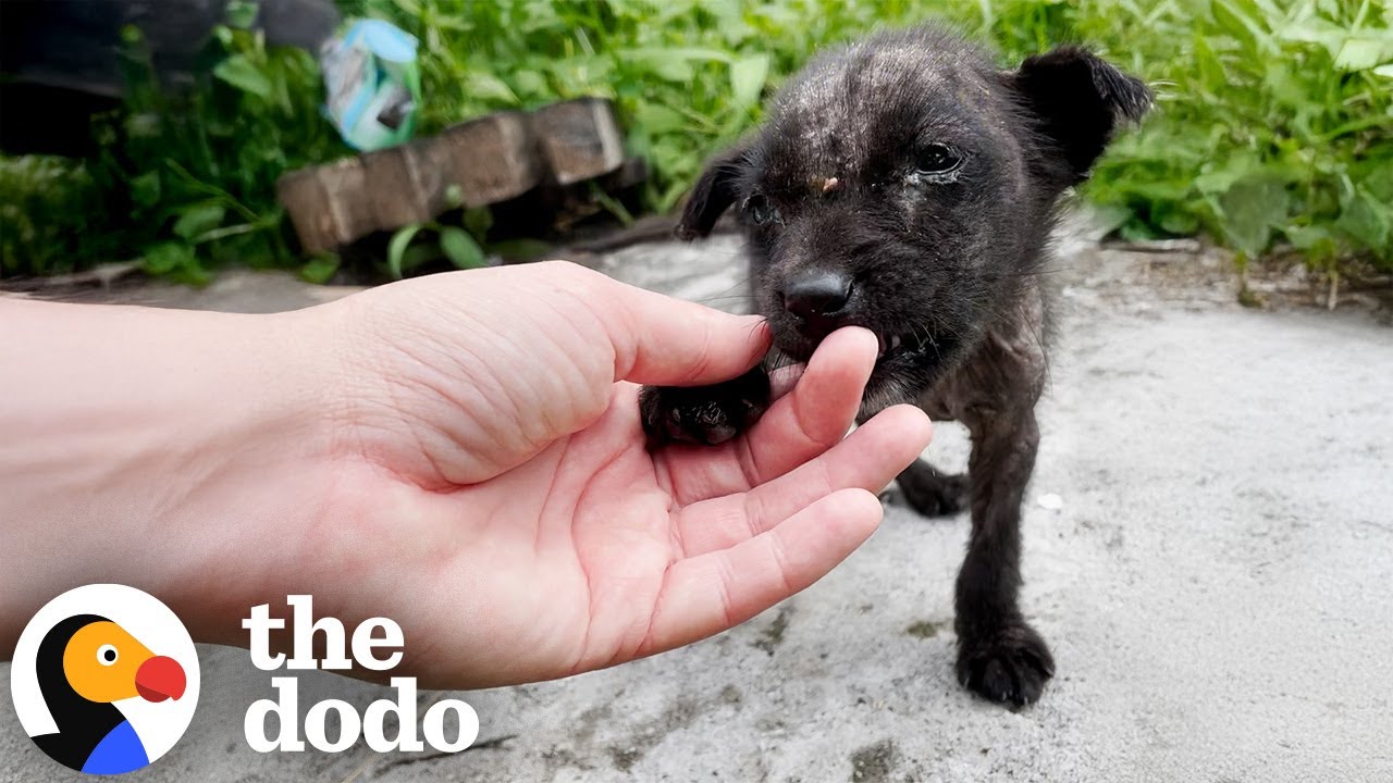 Tiny Hairless Puppy Stops Traffic And Gets Rescued | The Dodo