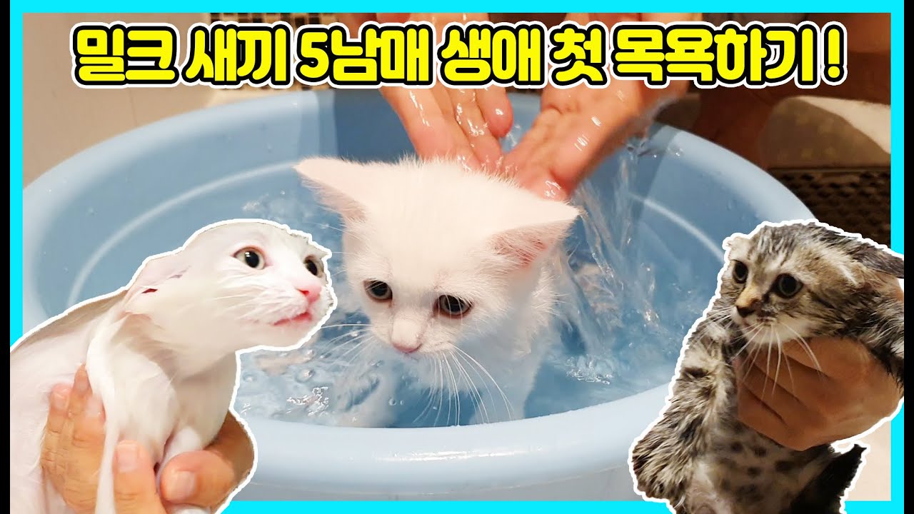 고양이 밀크 새끼들 생애 첫 목욕시키기! 아기고양이들이 물을 좋아하는 거 같아요 ㅎㅎ [사랑아놀자 LOVE&TORY]