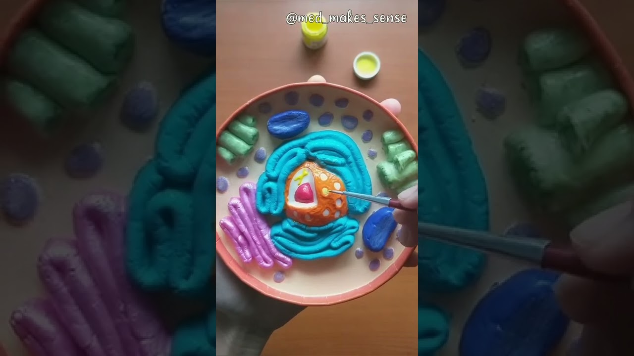 3D Animal Cell Model 🎨