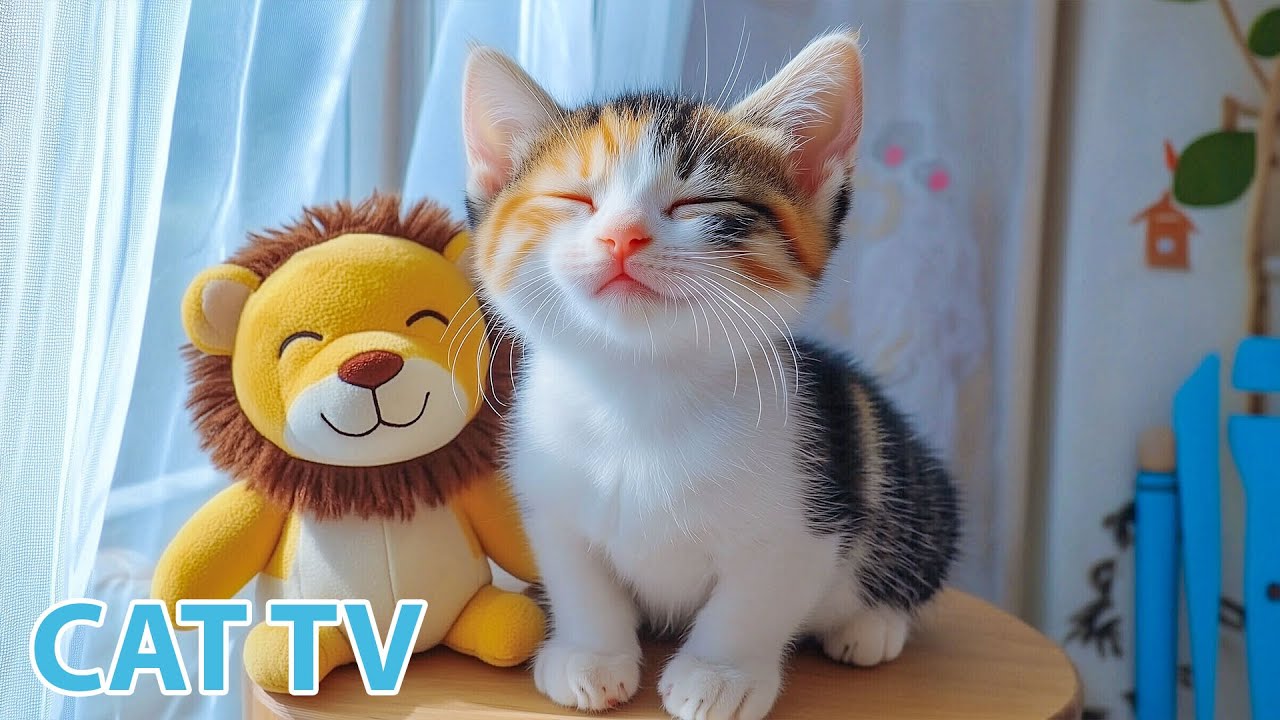 11 Hours of Music for Cats 🐈 Deep Sleep & Stress Relief ♬ Soothing Piano to Calm and Heal Cats