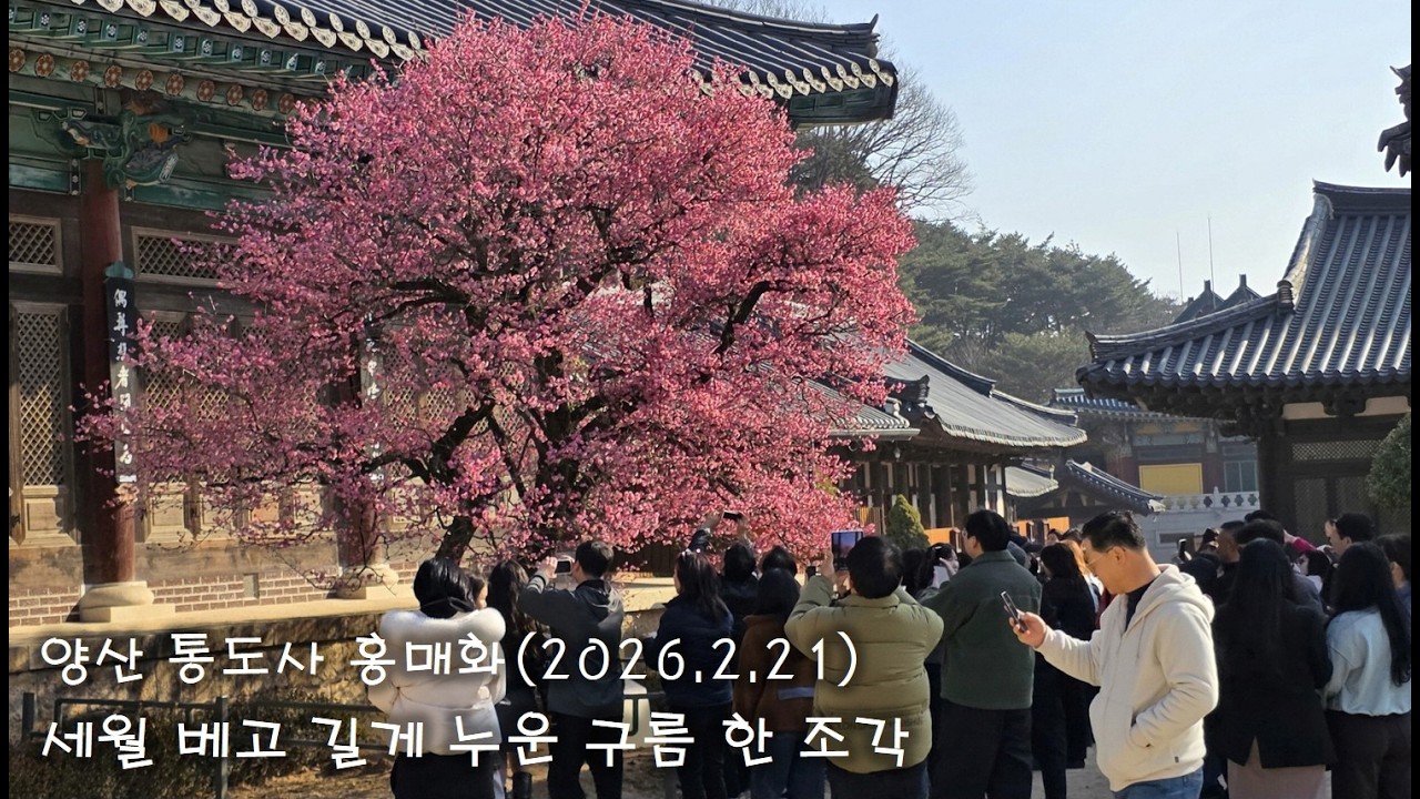 양산 통도사 홍매화(자장매), 자장암, 서운암 - 세월 베고 길게 누운 구름 한 조각