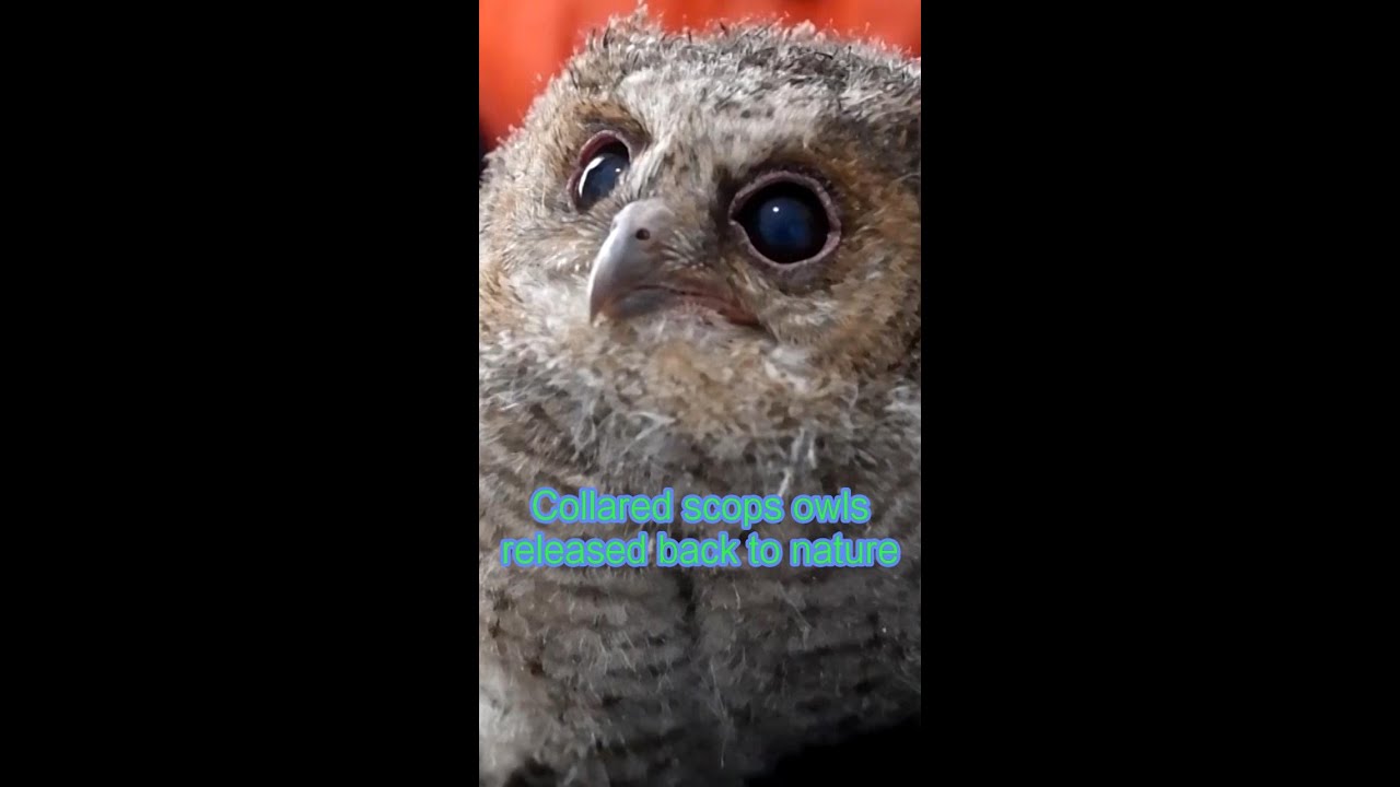 Collared scops owls released back to nature after rescue in China