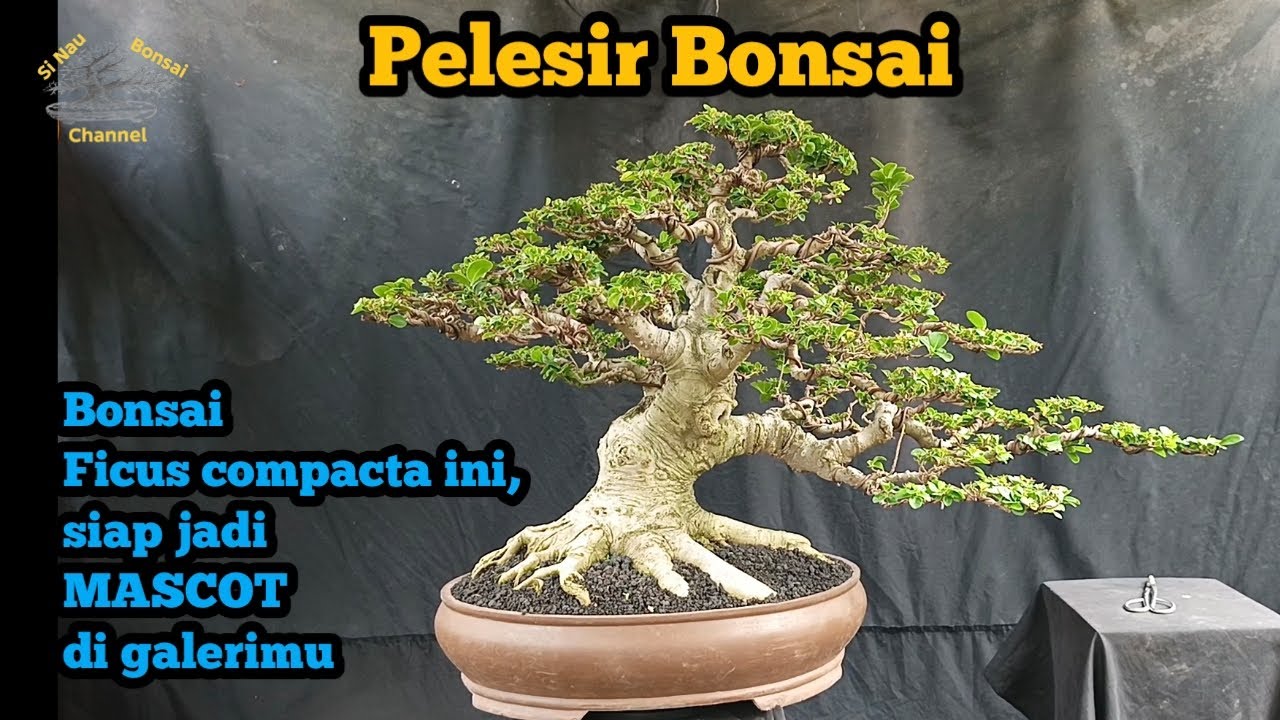 Pelesir Bonsai... Bonsai Ficus compacta ini, siap jadi MASCOT di galerimu