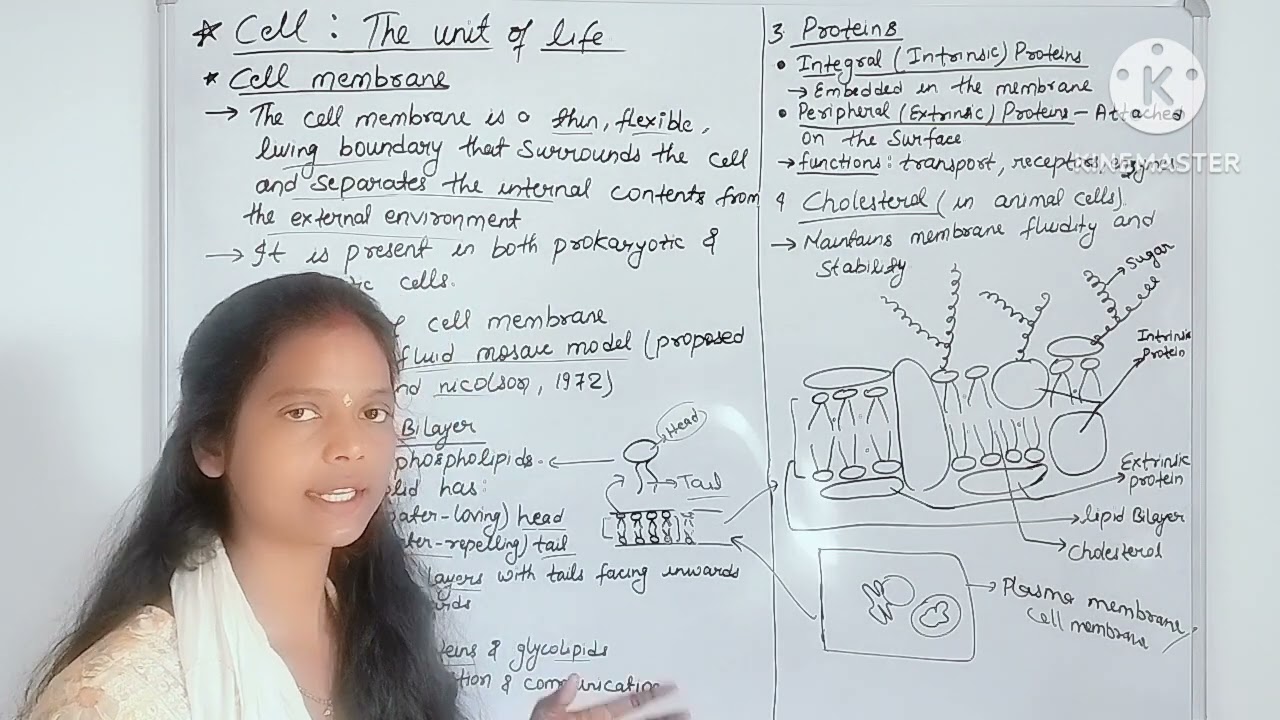 Cell: The unit of life, cell membrane(structure and function)class 11th,  unit -3, biology, ncert, 