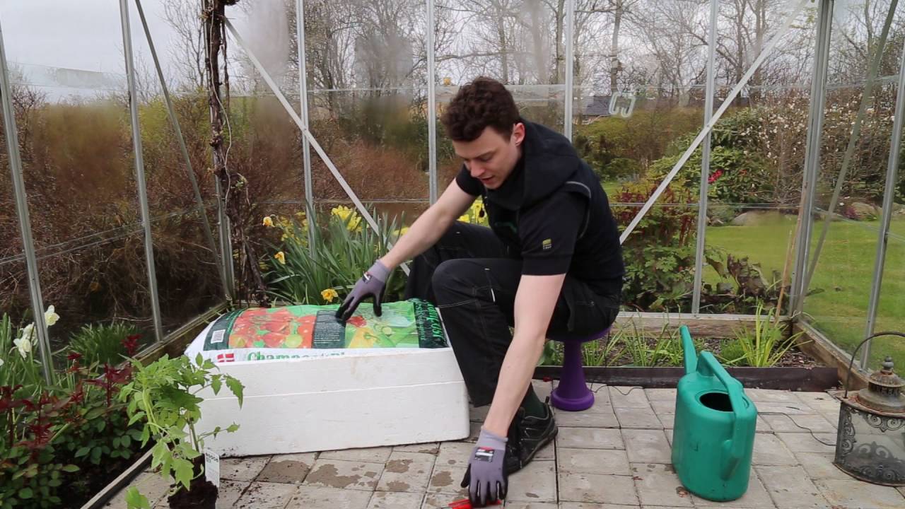 Sådan planter du i drivhus - plantesække og kapilærkasser