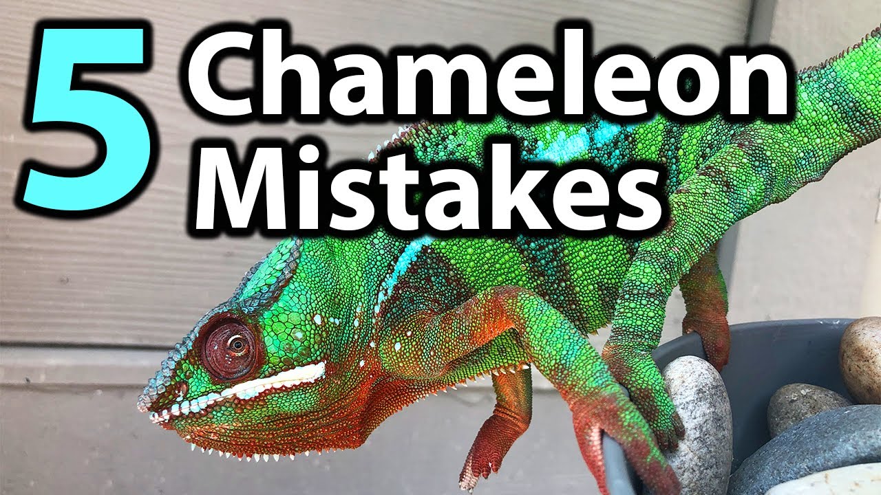 5 Common mistakes chameleon owners make | PART 1