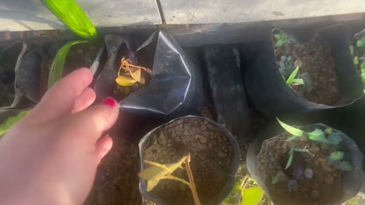 Jaga kuli memotong rumput // Anak pokok buah durian thailand ada 3 pokok tumbuh 