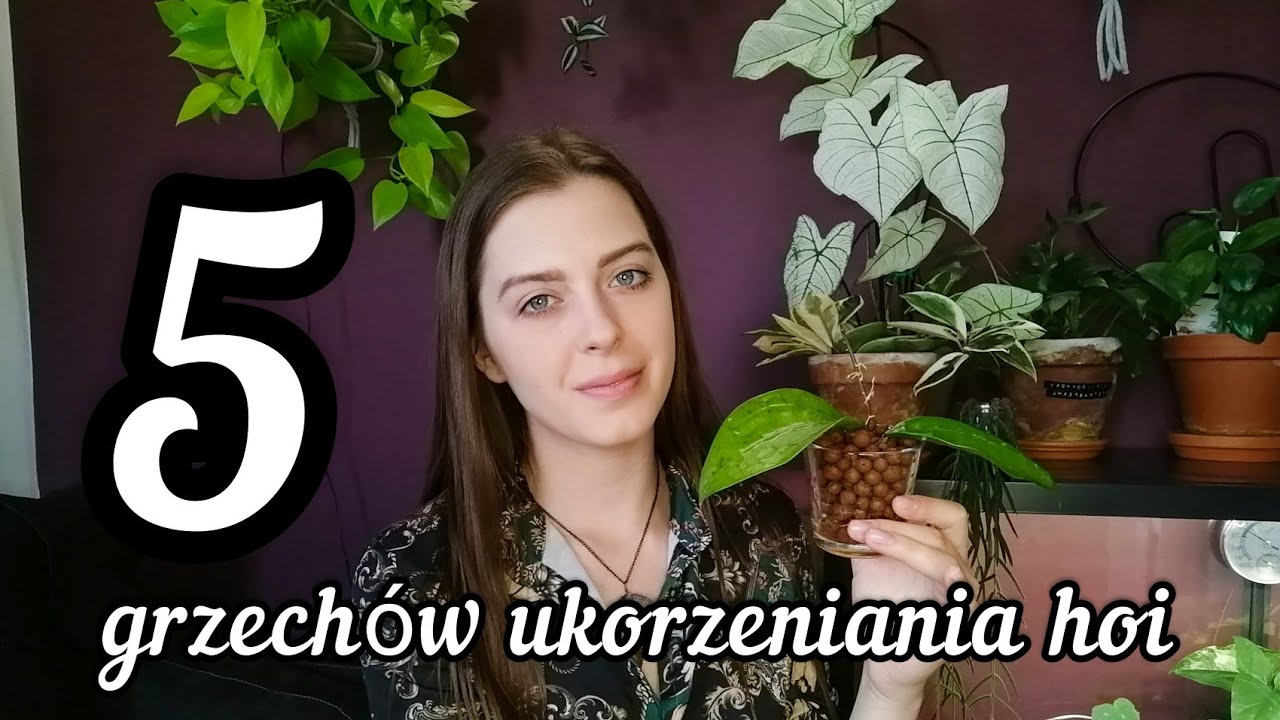 🌿 5 błęd&oacute;w, kt&oacute;re popełniasz przy ukorzenianiu hoi. 🌱 I jak robić to efektywnie 💚