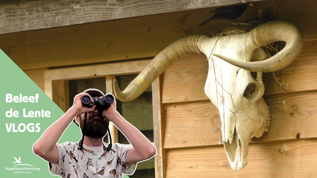 Beleef de Lente Vlogs (1): De Merel