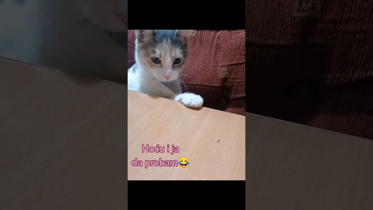 Micika i čips 