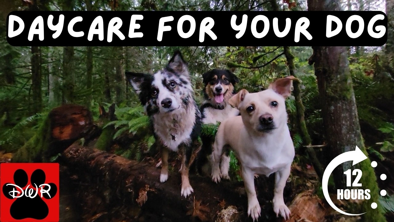 DOG TV 12 Hours 🐕 Adventures for Dogs | Keeps Dogs Calm & Entertained