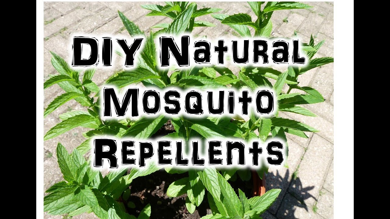 Best Natural Mosquito Repellents without DEET!!