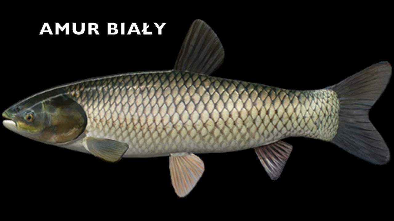 amur biały