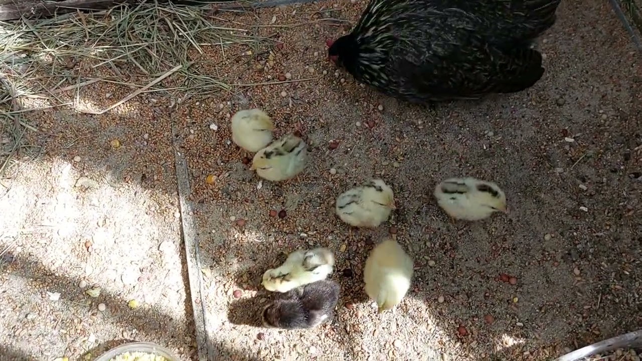 2024. Kura serama z 7 dwudniowymi pisklętami. Malaysian Serama hen with 7 chics at the age of 2 days