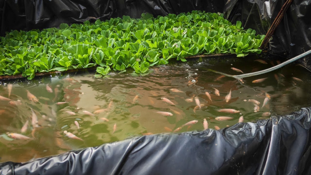 SANGAT MUDAH, CARA MEMELIHARA IKAN NILA DI KOLAM KECIL
