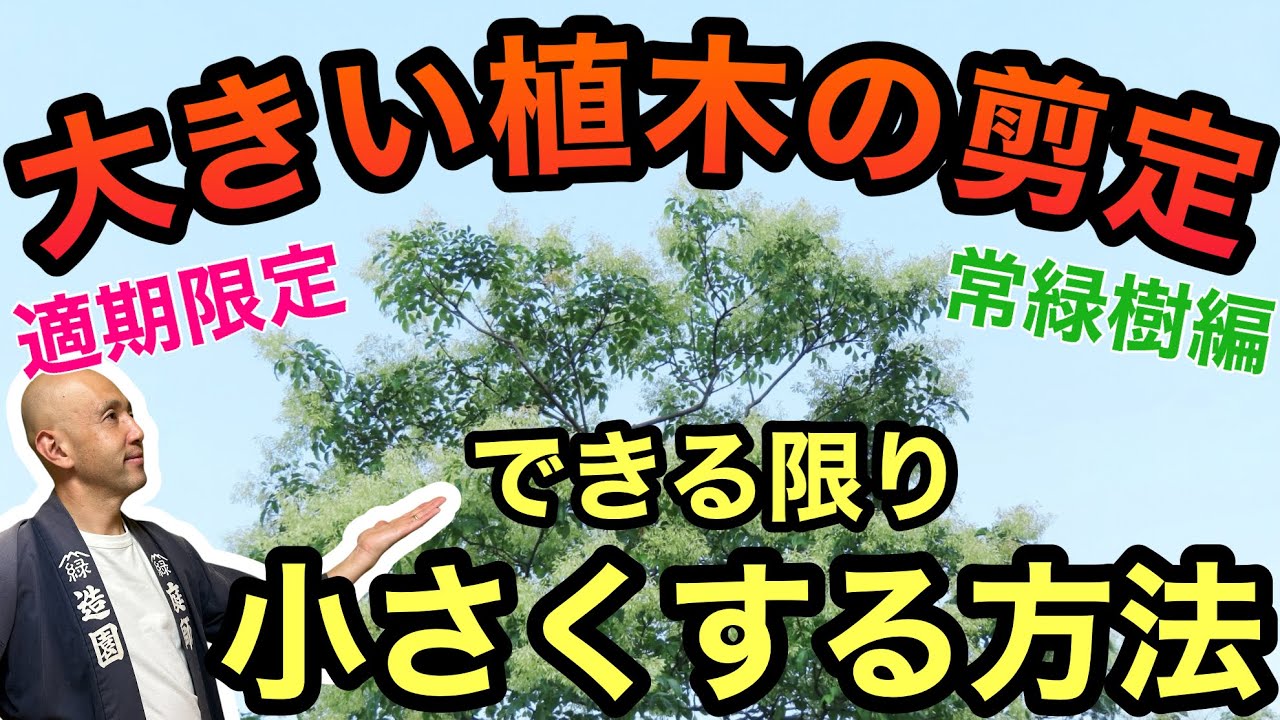 ㊗️2.5万回視聴【剪定適期限定！】プロが教える&ldquo;大きくなりすぎた庭木&rdquo;の剪定テクニック。シマトネリコを自然な樹形を保ちながら安全にコンパクト化する方法を丁寧に解説します。
