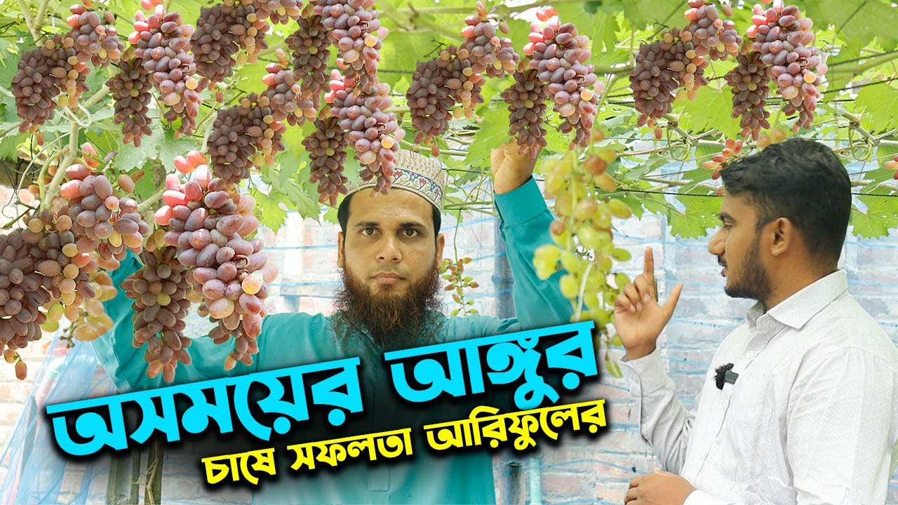 অসময়ের আঙ্গুর চাষে সফল হলেন রাজশাহীর আরিফুল | উদ্যোক্তার খোঁজে