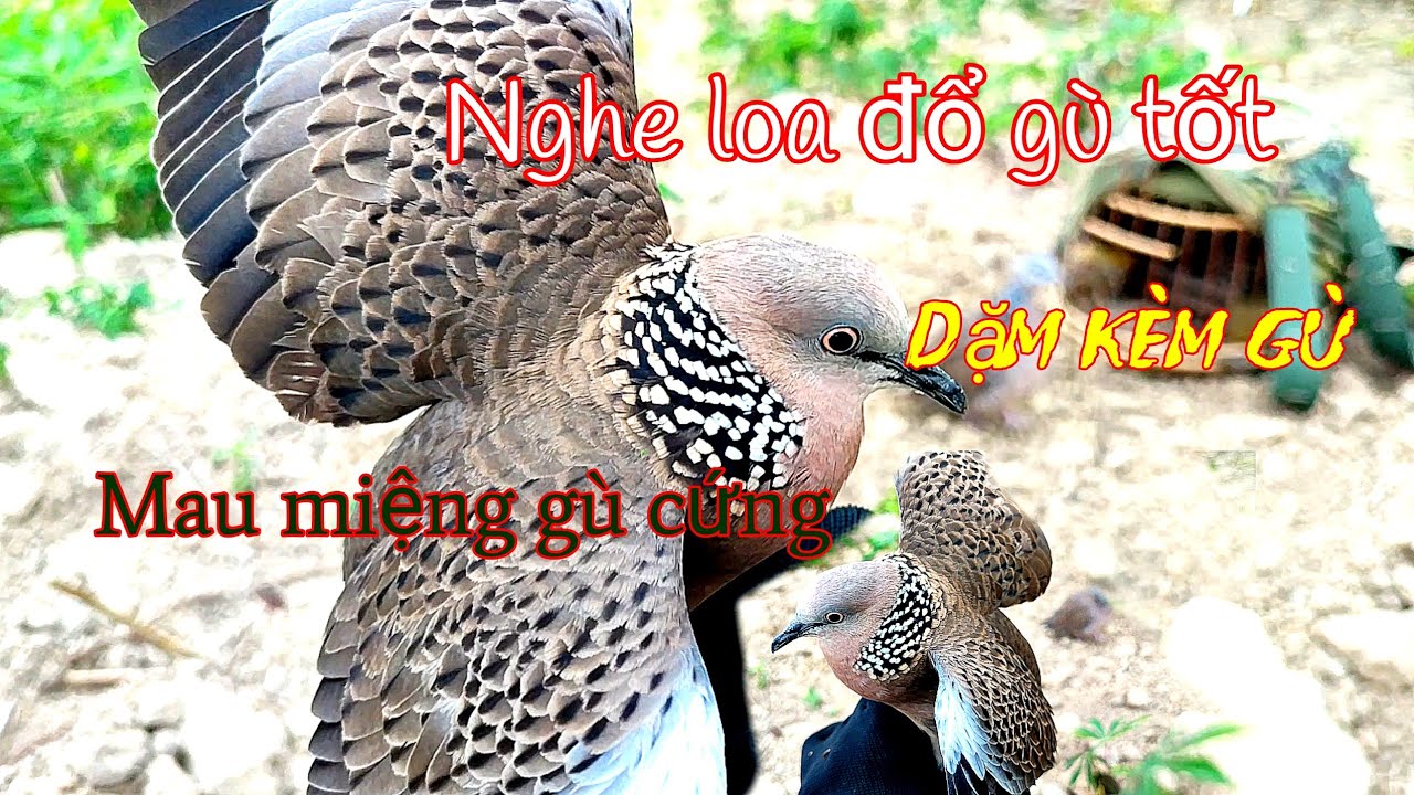 Clip 148 .Bổi và mồi chơi gần giống nhau..bổi nghe loa gù xa tốt