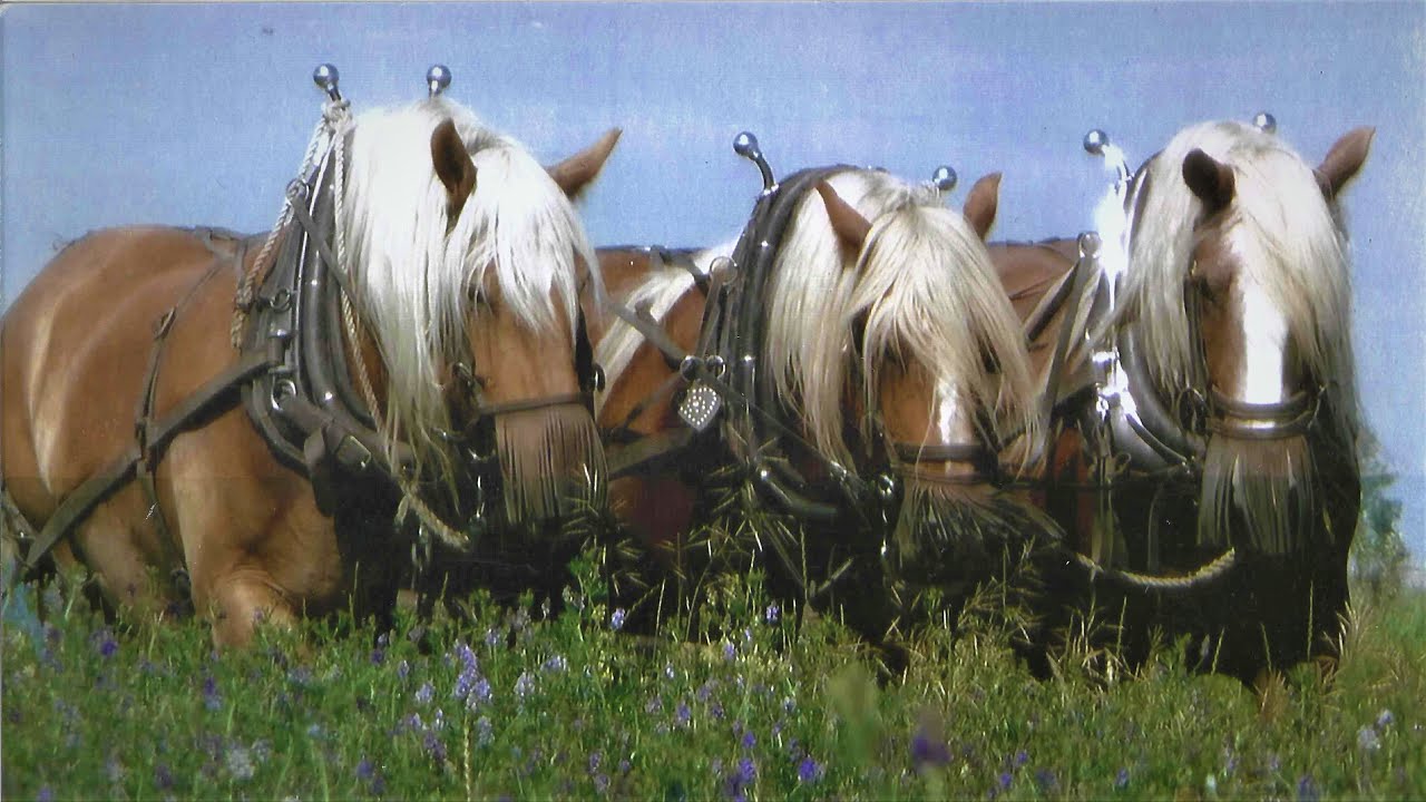Reding Family Threshing: The Draft Horses