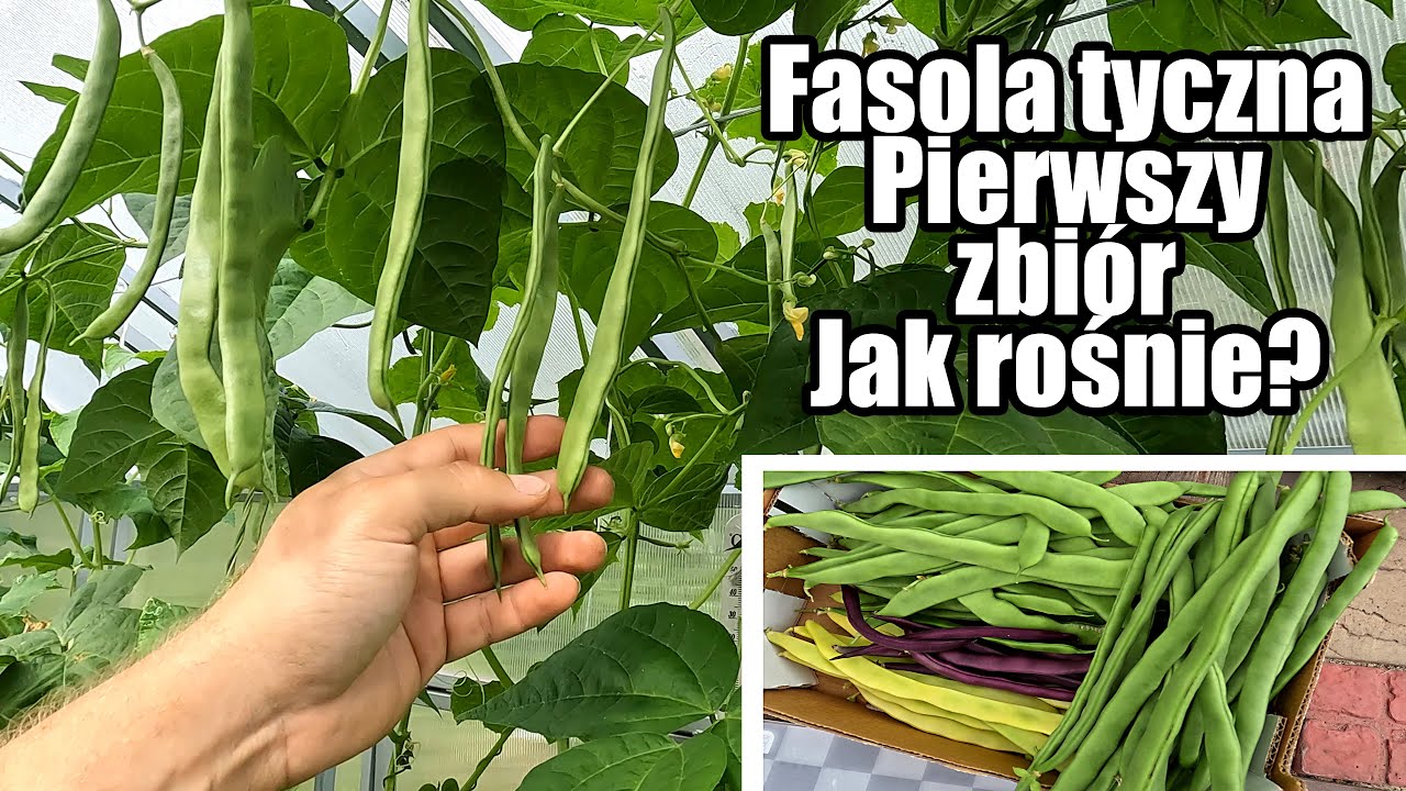 Fasola tyczna. Jak rośnie w szklarni? Pierwszy zbiór plonów. Długie strąki.