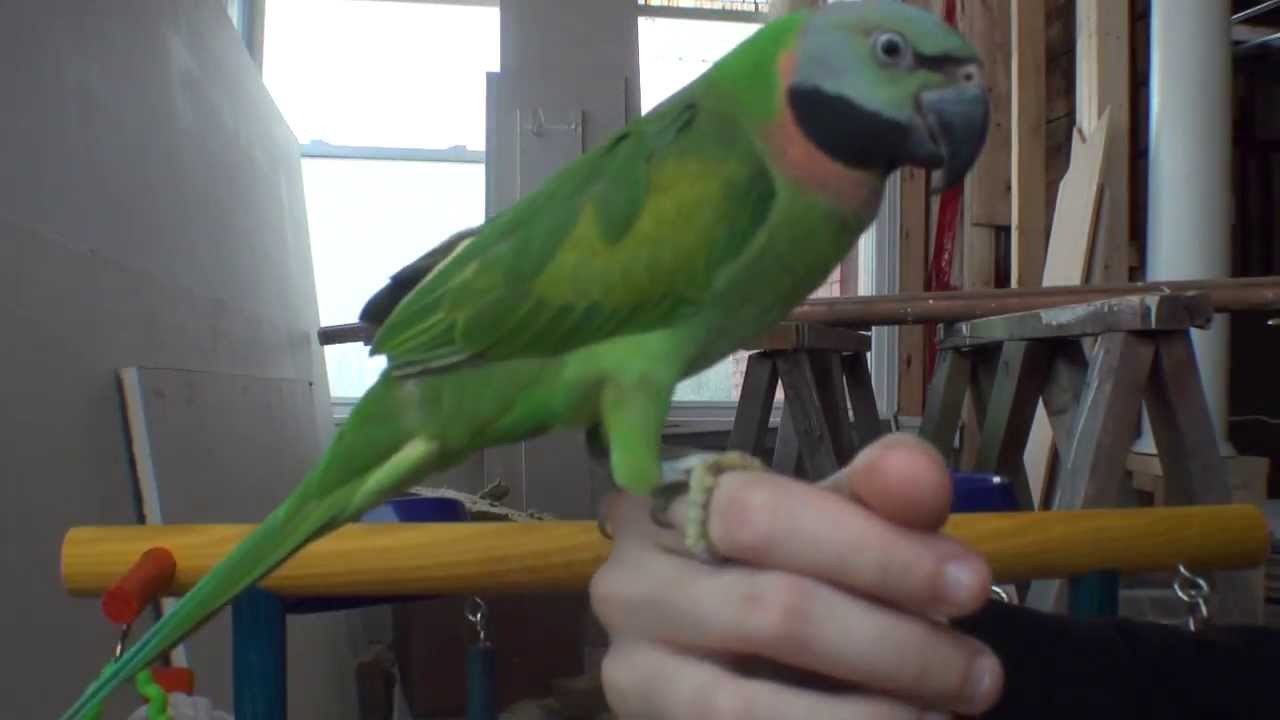 Ivy the Moustache Parrot  : )