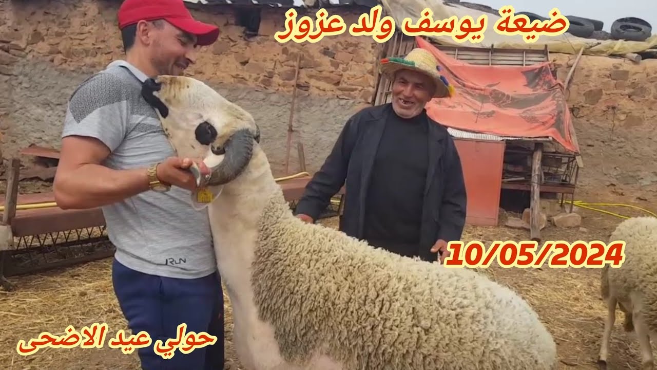 انطلاق بيع حولي لعيد فضيعة يوسف ولد عزوز منطقة جمعة فوكو جهة برشيد 10/05/2024