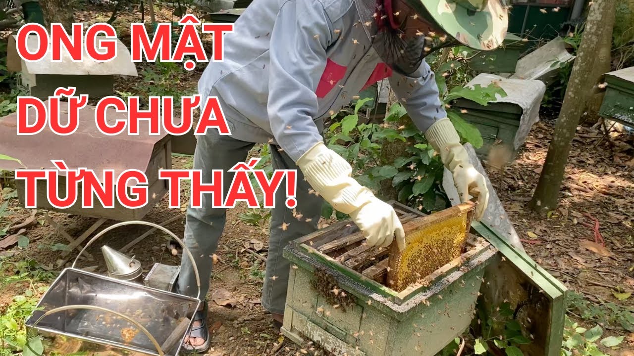 Ong Vụ Hè Hung Hãn Khác Thường - Nguyên Nhân Do Đâu? | KỸ THUẬT NUÔI ONG NỘI
