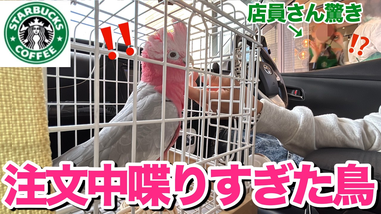 ドライブスルーで注文中に喋りすぎたオウムが店員さんにバレてこうなりましたww【モモイロインコ】