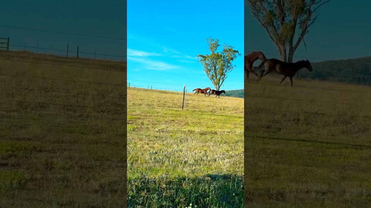 Dancing Horse 🐴 😍in Australia 