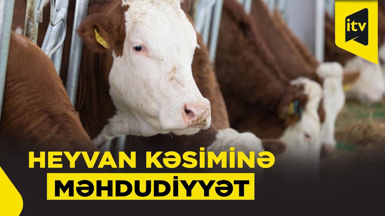 Məhdudiyyət ətin qiymətini bahaşdıracaq?