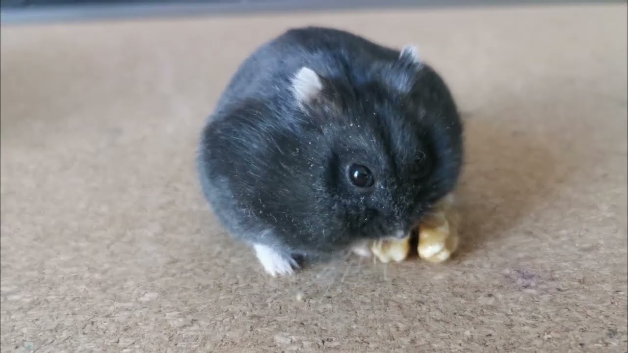 Little hamster plays with walnut