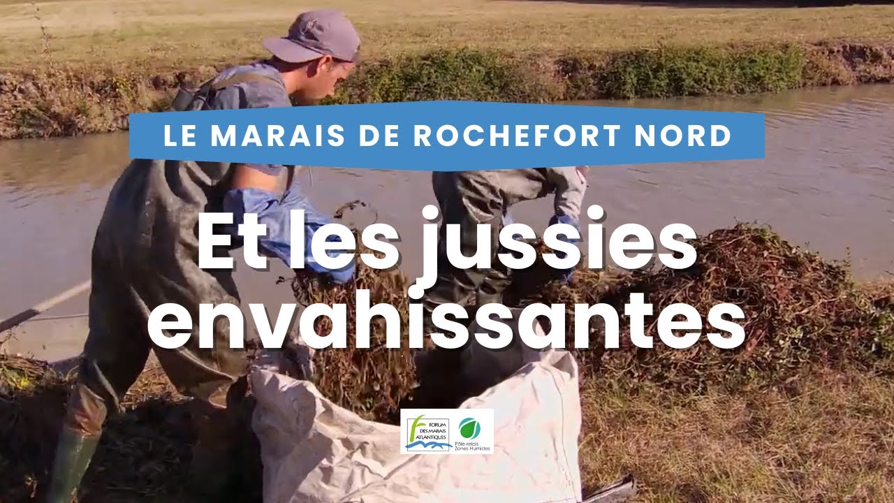 Les jussies à Rochefort