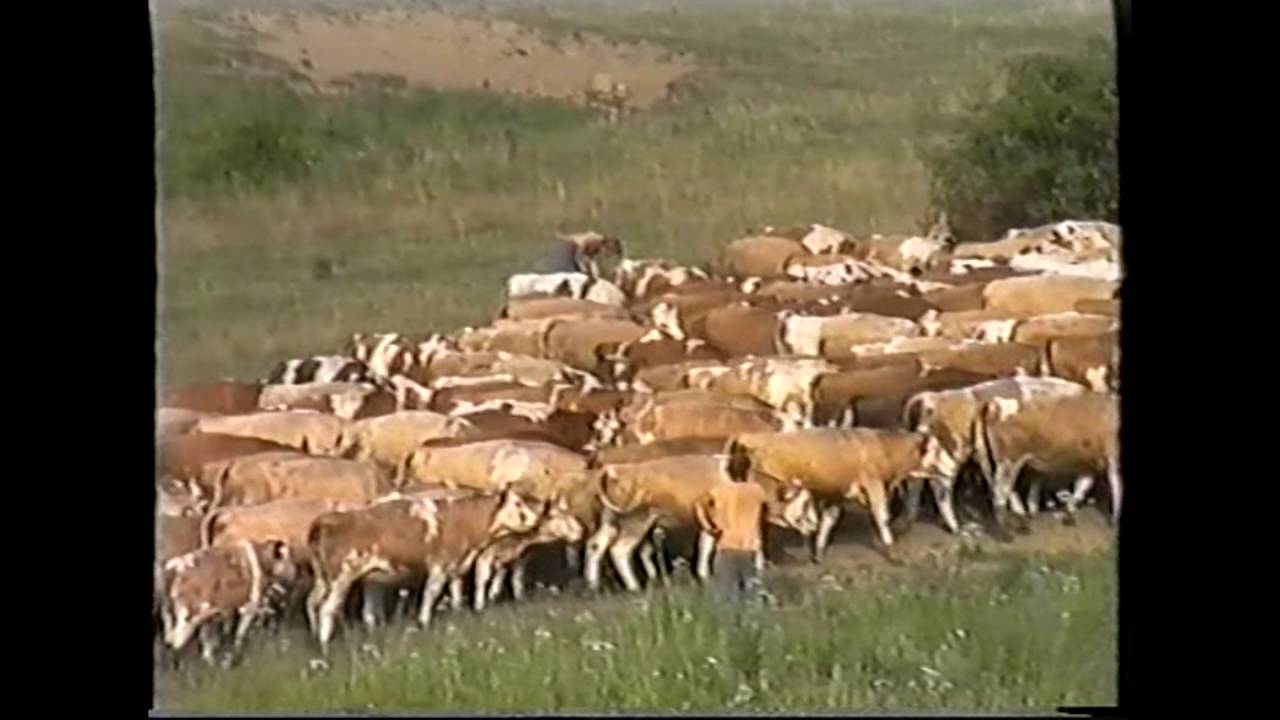 Zbudská Belá