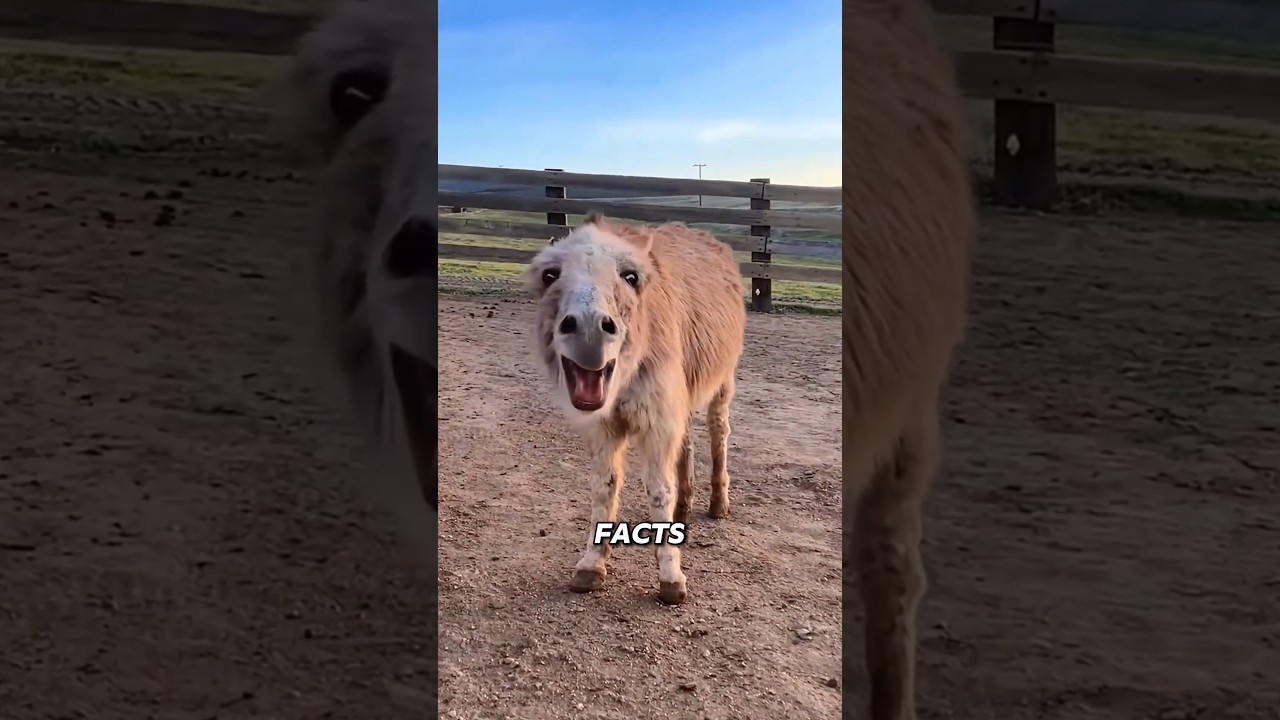 Satisfying Donkey Hooves Trimming 😮