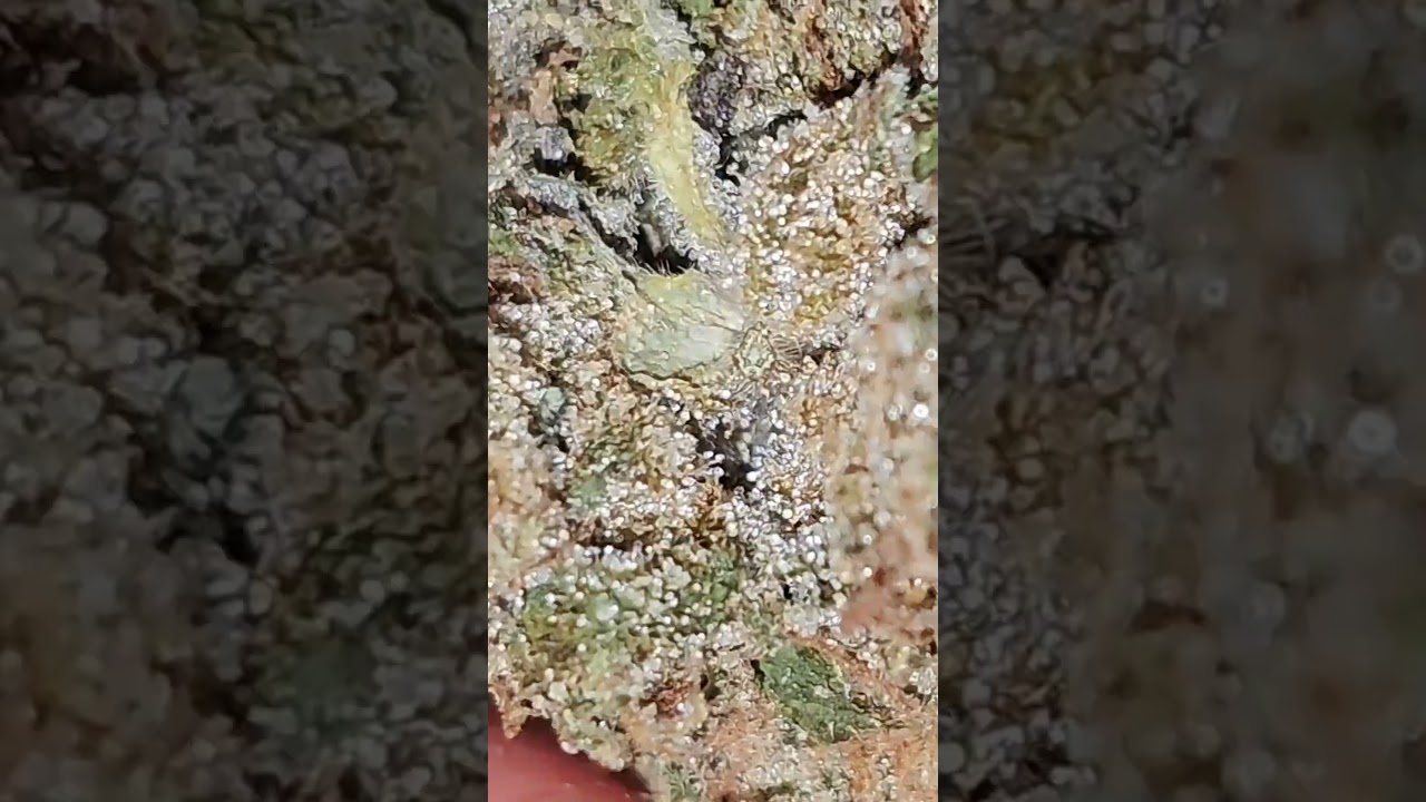 Grape Hi-Chew #subscribe #420community #luckyelk #freethatplant