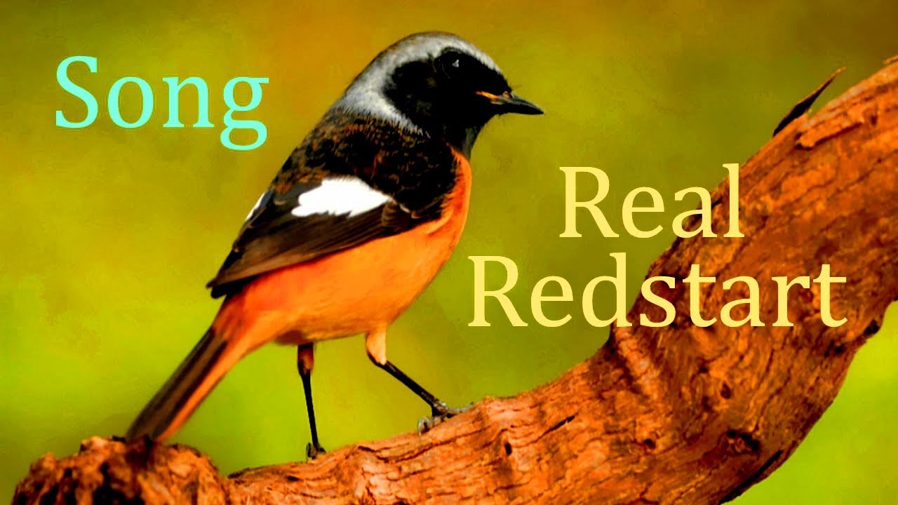 Real Redstart Singing.(Phoenicurus).