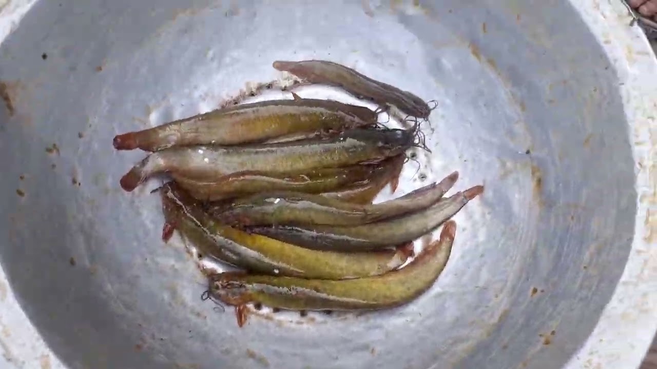 আমাদের নাটোর জেলা সিংড়া। মাছের আরত