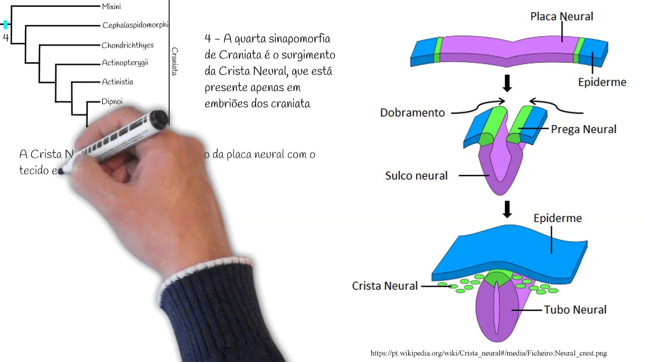 Cordados - aula 5 - Subfilo Craniata