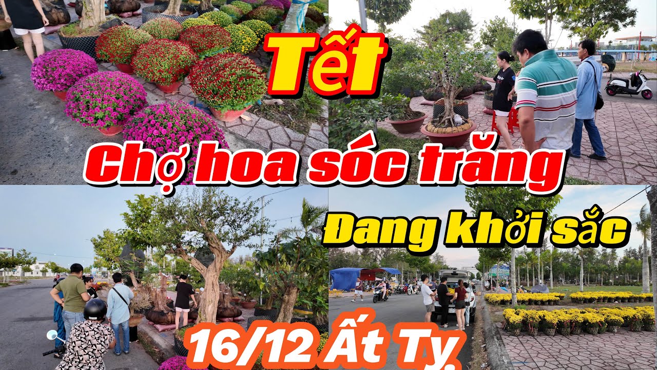 Bắt Đầu Khởi Sắc - Chợ Hoa Sóc Trăng - 16/12 Ất Tỵ 