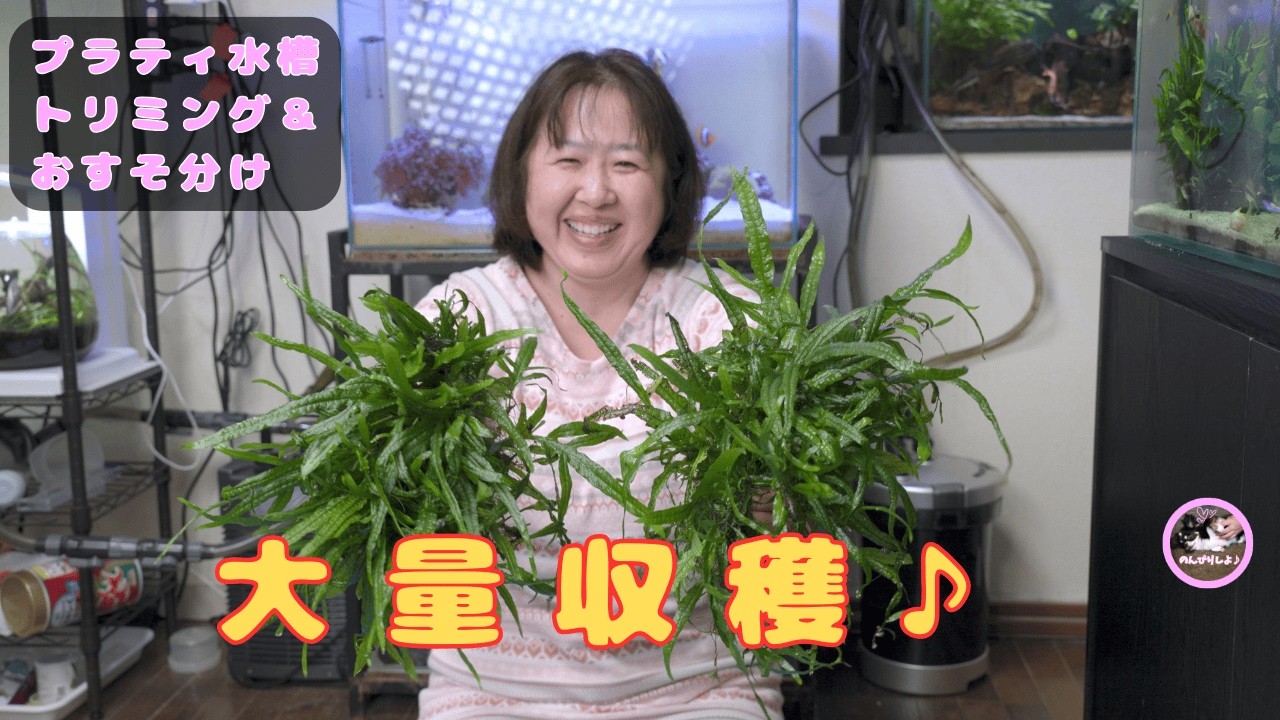 プラティ水槽の水草収穫｜トリミングして次のレイアウト準備 【水槽メンテ #45】