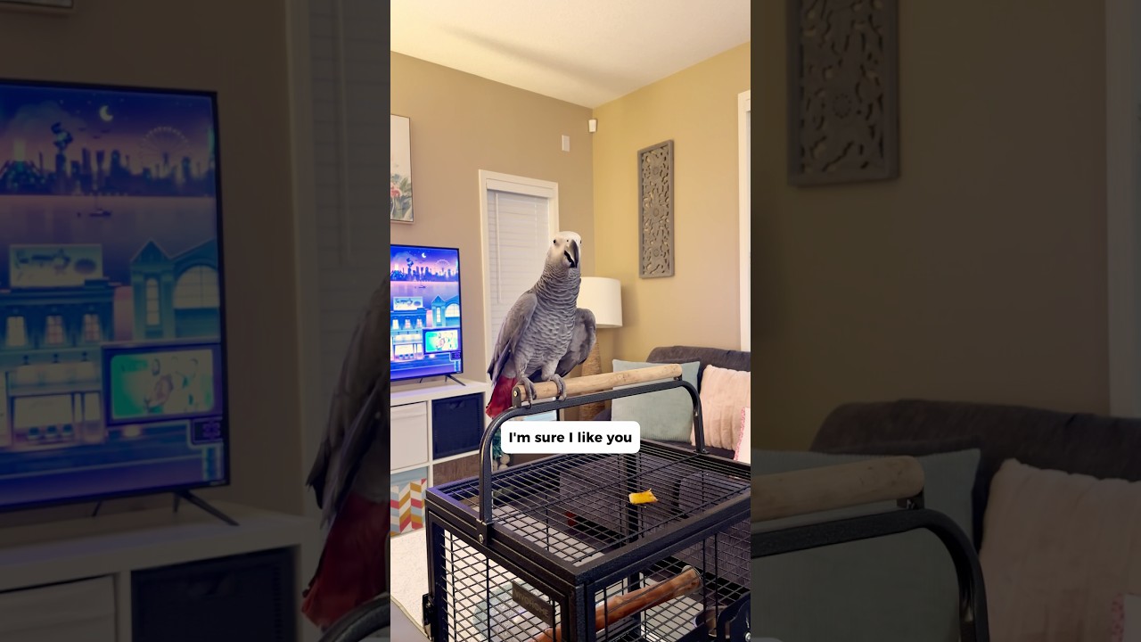 He FINALLY said &ldquo;you&rsquo;re cheeky&rdquo;!! #funnyparrot #talkingparrot #parrot