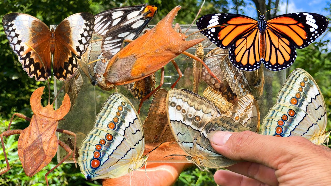 Hunting Giant Butterflies In The Jungle