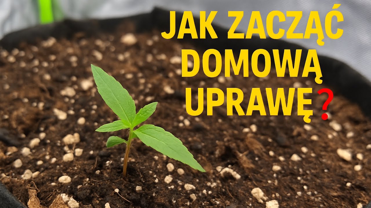 Jak zacząć uprawę marihuany indoor.