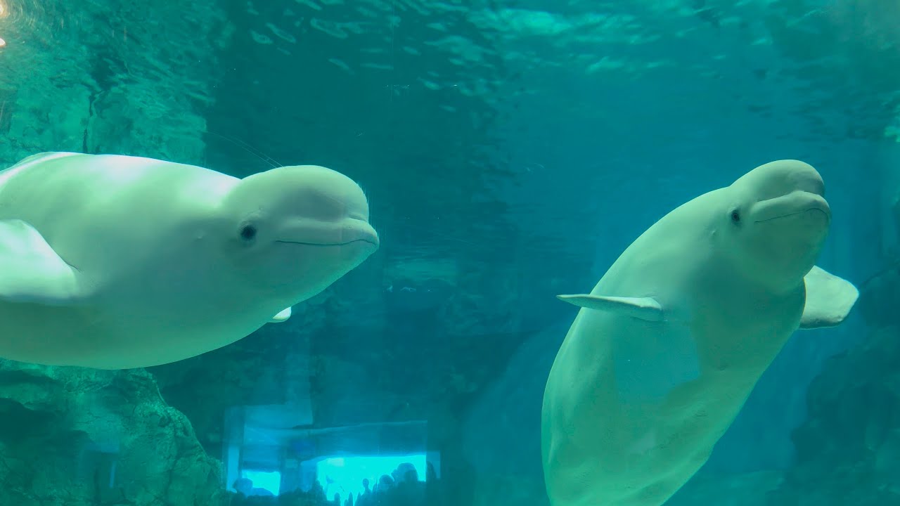2025/08/21 ベルーガの不思議な魚の食べ方【12:30の回】@名古屋港水族館