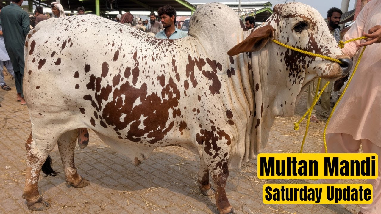Multan Mandi Saturday Update | Vip Cholistani Bachra | Mandi Sasti Ha Abhe 