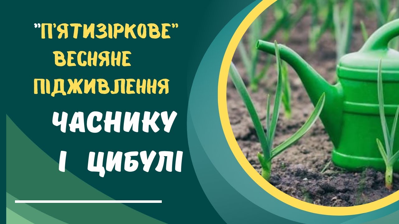Чим підживити часник і цибулю навесні для гарного врожаю.