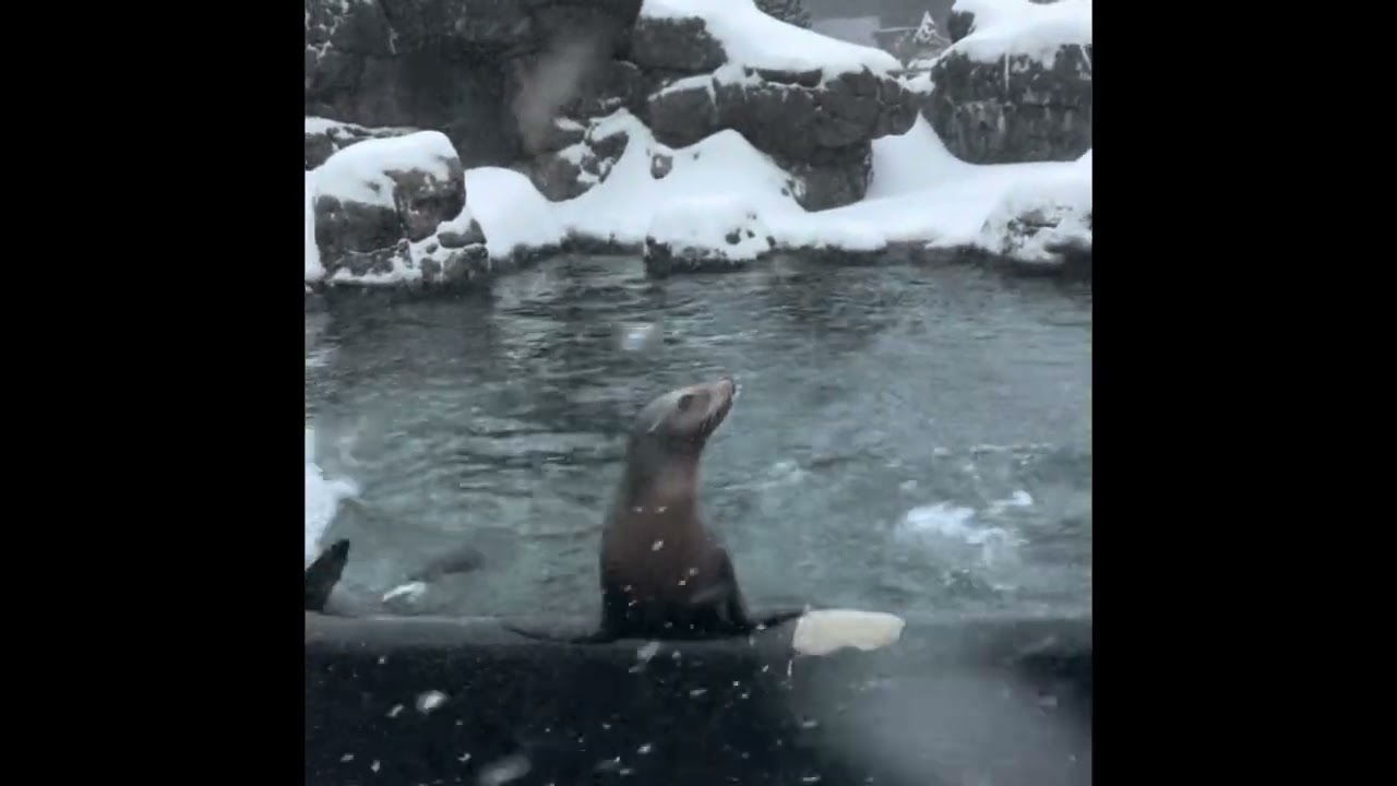 Seal Lions & Co enjoying SNOW🥶❤️