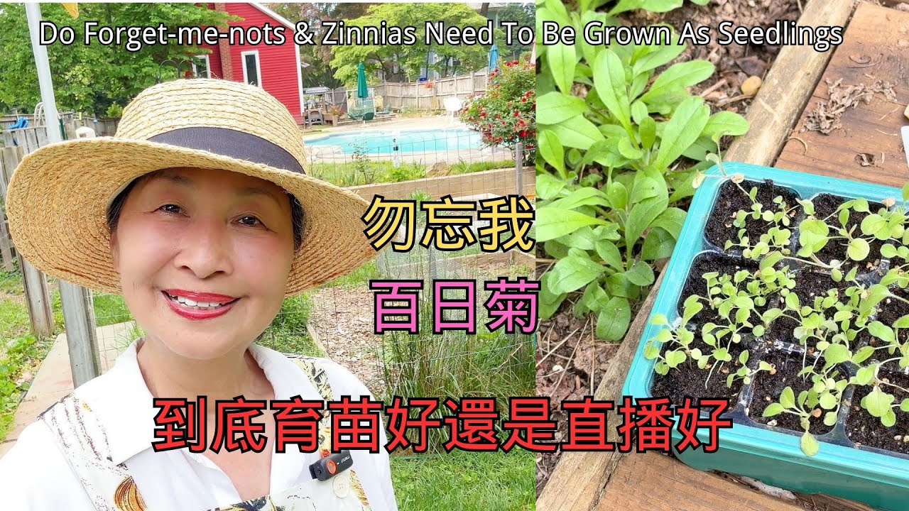 【園藝】勿忘我和百日菊到底直播好還是育苗好｜Do Forget - Me - Nots And Zinnias Need To Be Grown As Seedlings