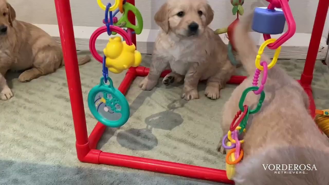 Jazmin’s Puppies Playing  | 6 Weeks Old