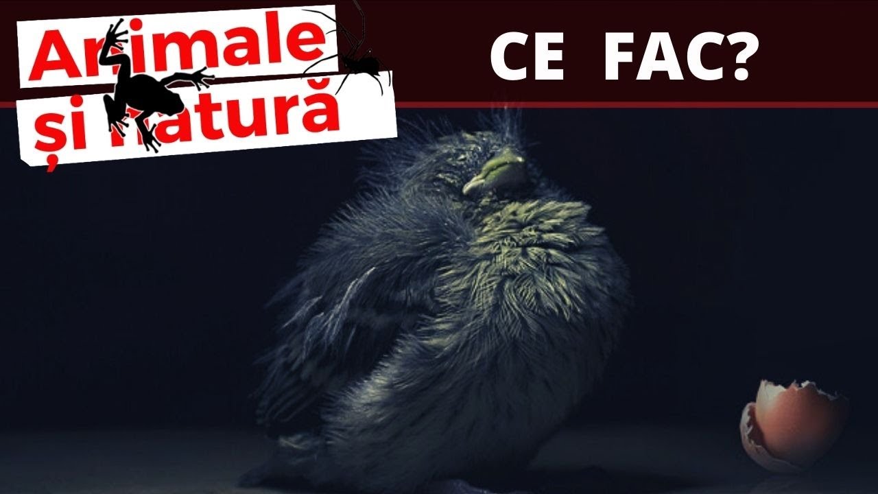 Am gasit un pui de pasare, cum il ingrijesc?